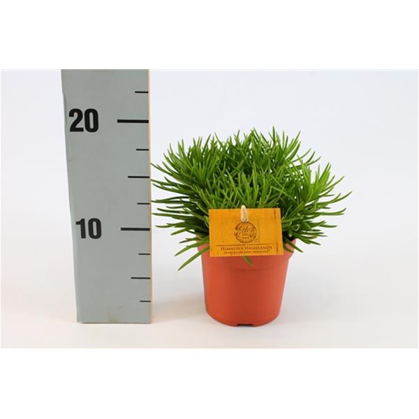 Senecio archeri Himalaya