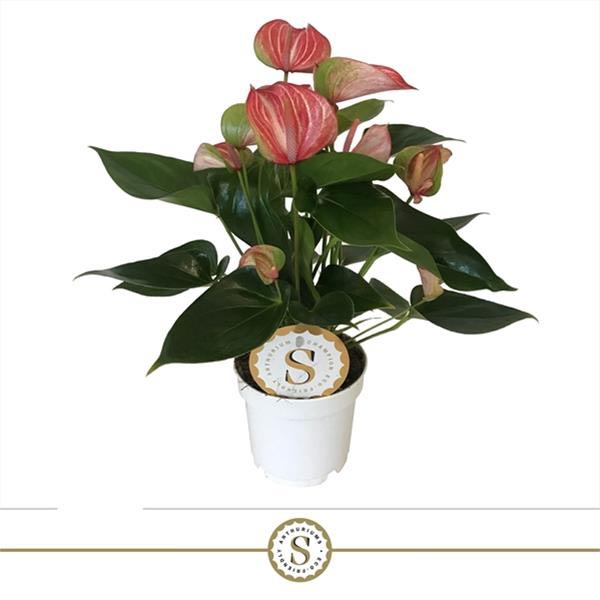 Anthurium andreanum Livium Red