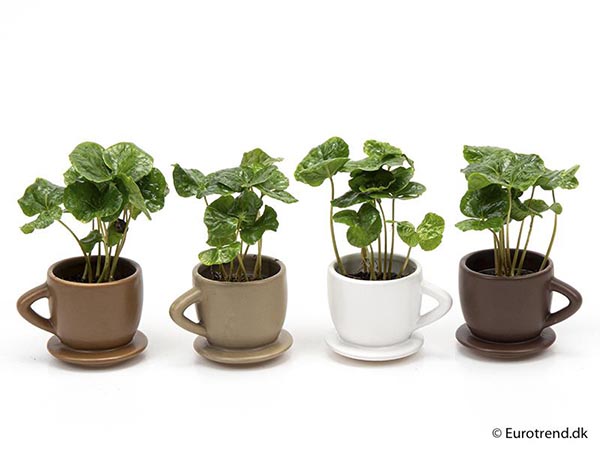 Coffea arabica Tasse