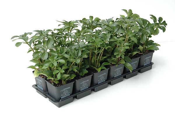 Pachysandra terminalis