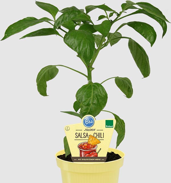 Capsicum chinense Bio Chili Salsa Chili Jolok