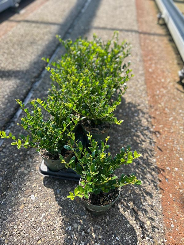 Ilex crenata Jenny