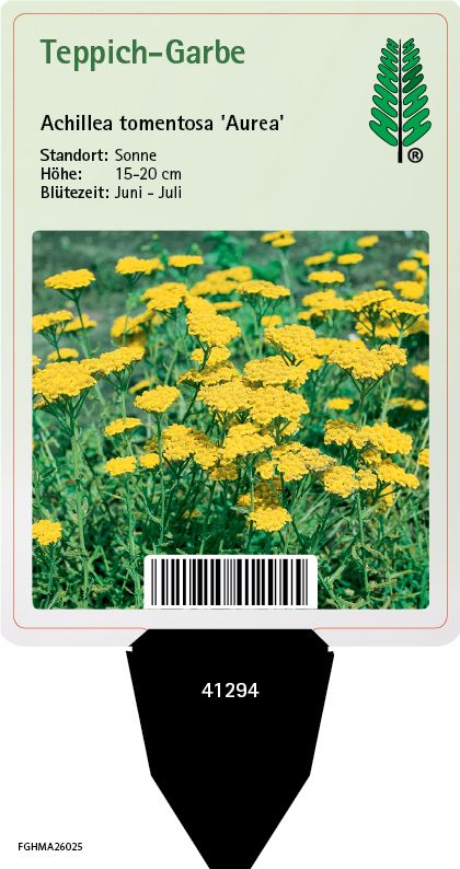 Achillea tomentosa Aurea