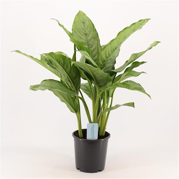 Aglaonema commutatum B.J. Freedman