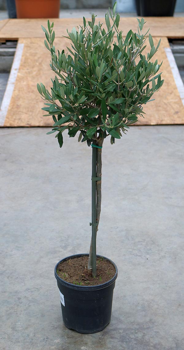 Olea europaea
