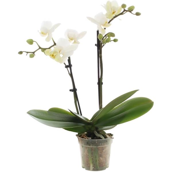 Phalaenopsis hybrida Sandra
