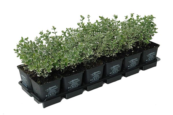 Euonymus fortunei Emerald Gaiety