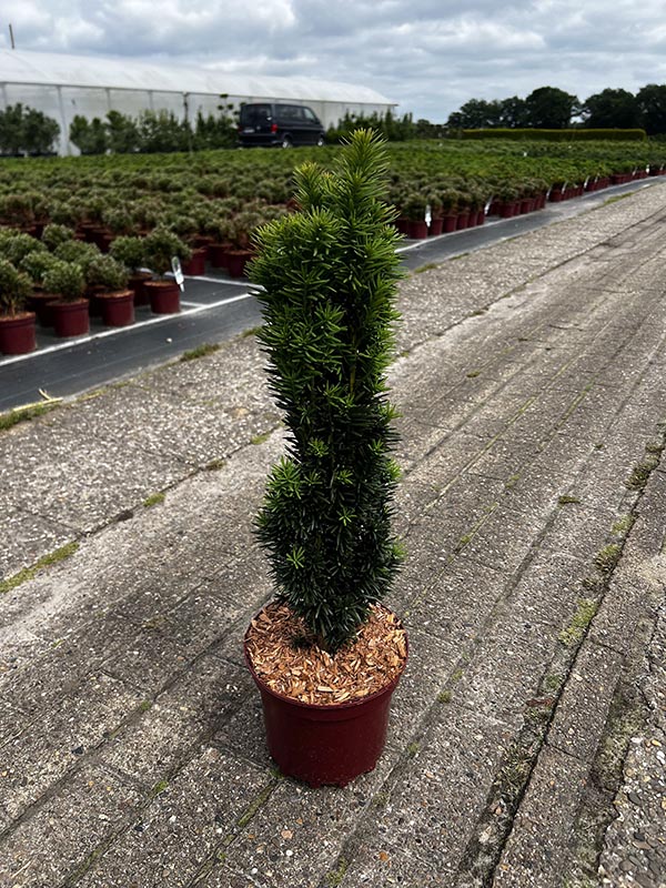 Taxus baccata Fastigiata Robusta