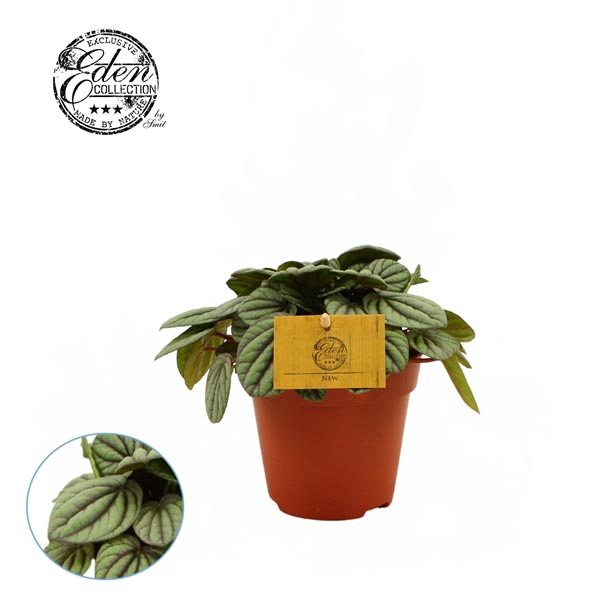 Peperomia hybrida Mystique
