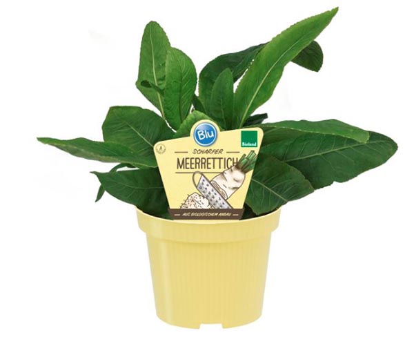 Armoracia rusticana Bio Meerrettich