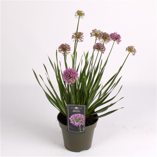 Allium senescens Millenium