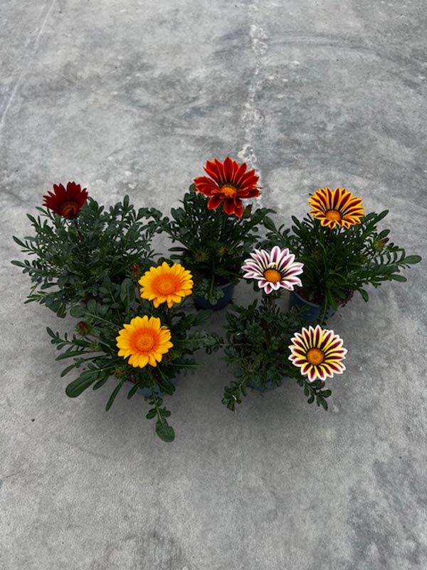 Gazania hybrida Mix