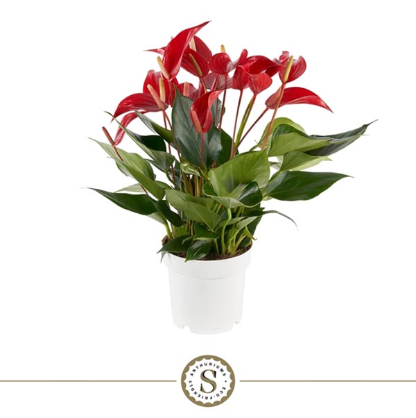Anthurium andreanum Mille Fleurs Roja