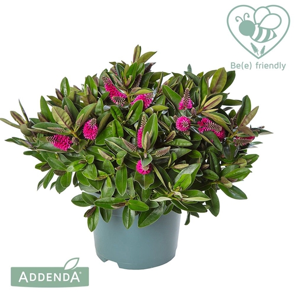 Hebe andersonii Donna Purple
