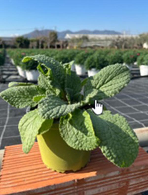 Borago officinalis Sunny Herbs