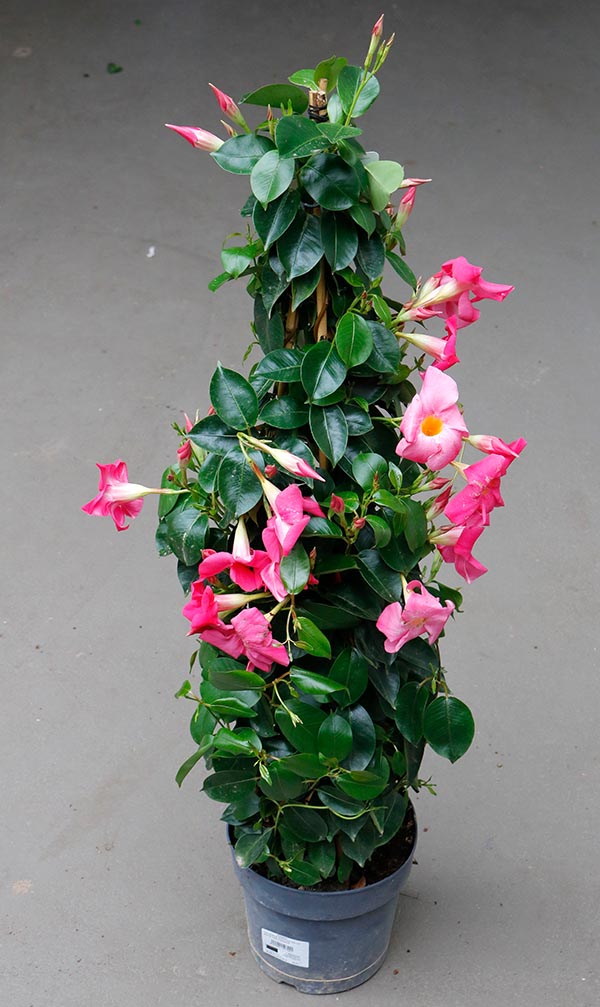 Dipladenia hybrida Pink Sundeville