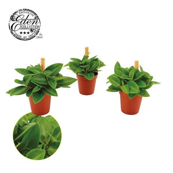 Peperomia hybrida Pixie Green