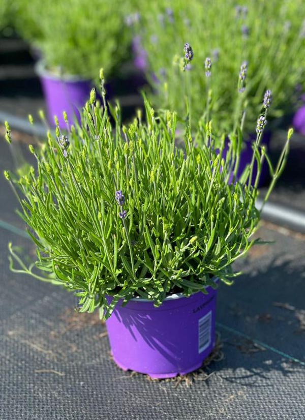 Lavandula angustifolia Essence Purple