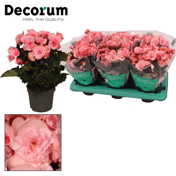 Begonia elatior Joy Pink