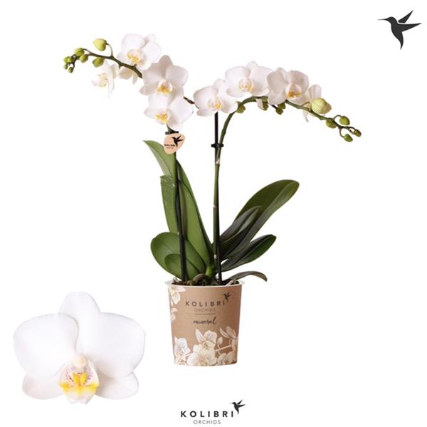 Phalaenopsis hybrida Multiflora Finland