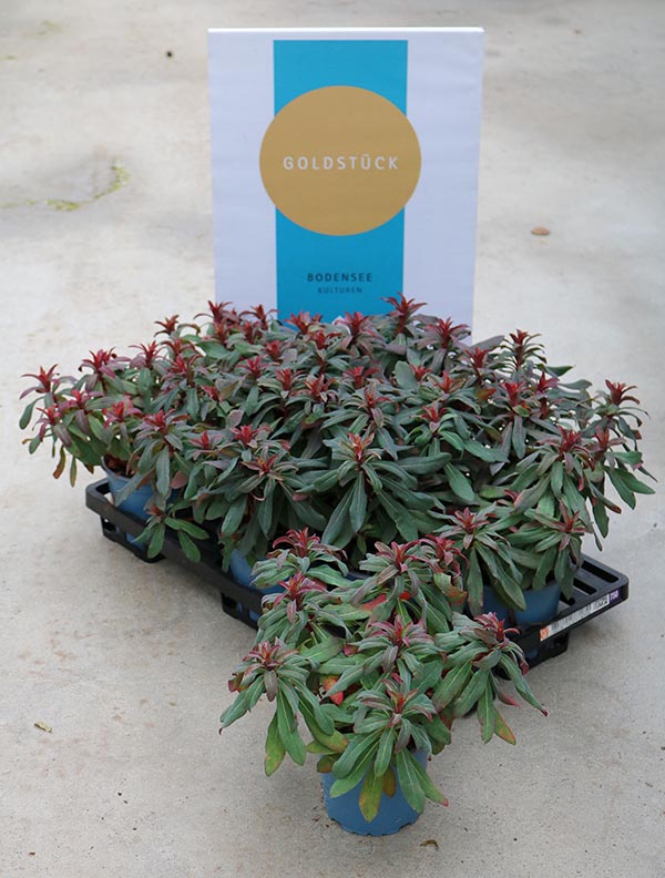 Euphorbia hybrida Xenia