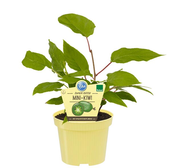 Actinidia arguta Bio-Kiwi Issai
