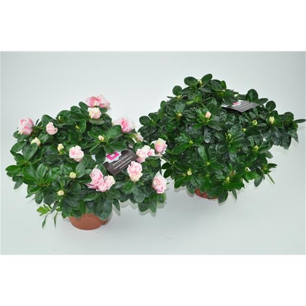 Azalea simsii Ilona Bunt