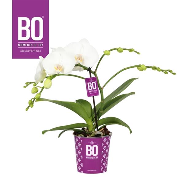 Phalaenopsis hybrida Big40