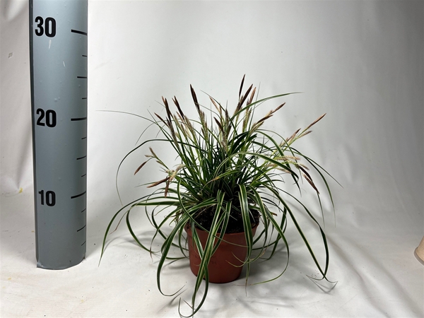 Carex morrowii Fishers Form
