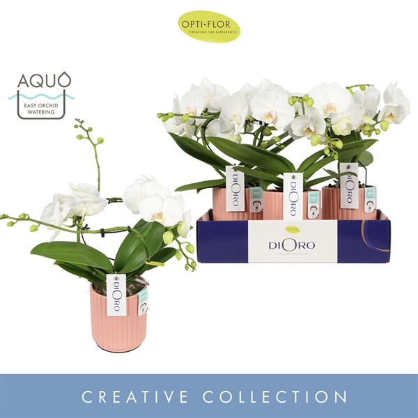 Phalaenopsis hybrida Infinity In Salmon Molise