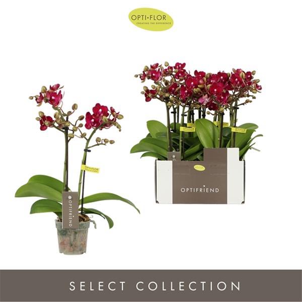 Phalaenopsis hybrida Lola