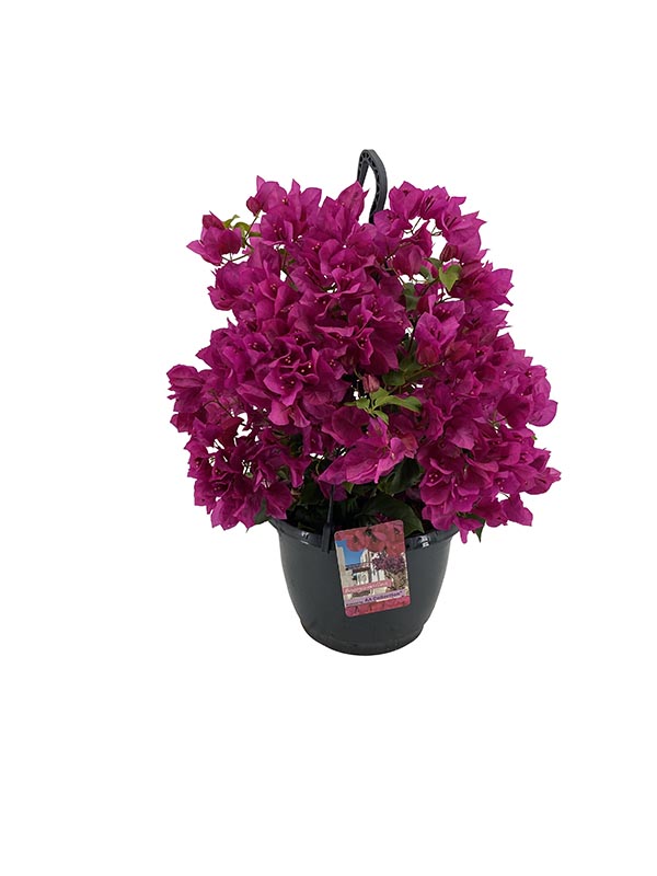 Bougainvillea hybrida Sanderiana lila