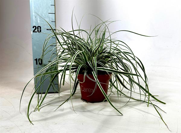 Carex oshimensis Everest