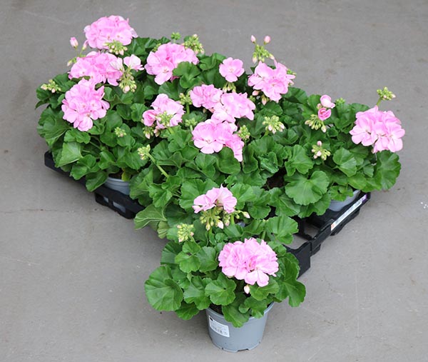 Pelargonium zonale Rosa