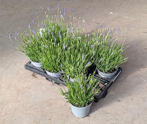 Lavandula angustifolia Blau