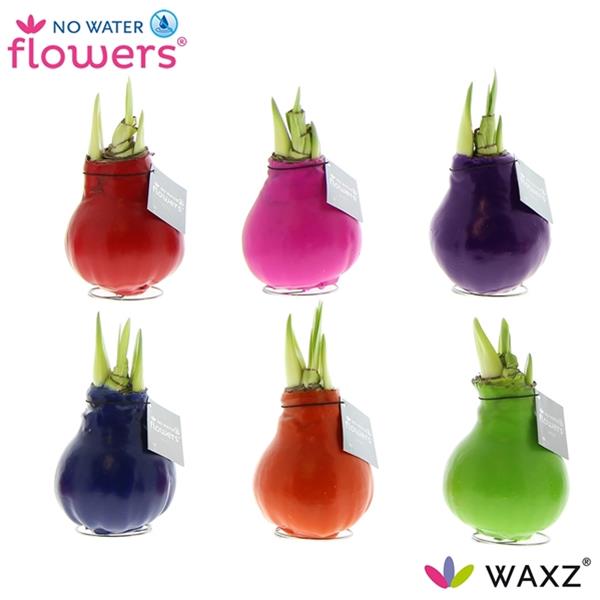 Amaryllis bella-donna Wax Happy Mix R.B.