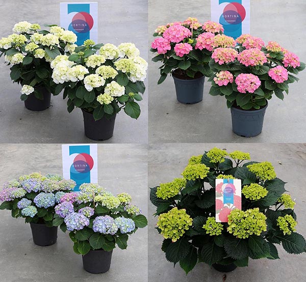Hydrangea macrophylla Hortina Mix