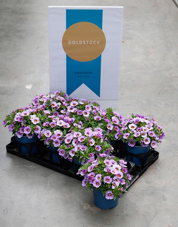 Calibrachoa callie Conga Lavender