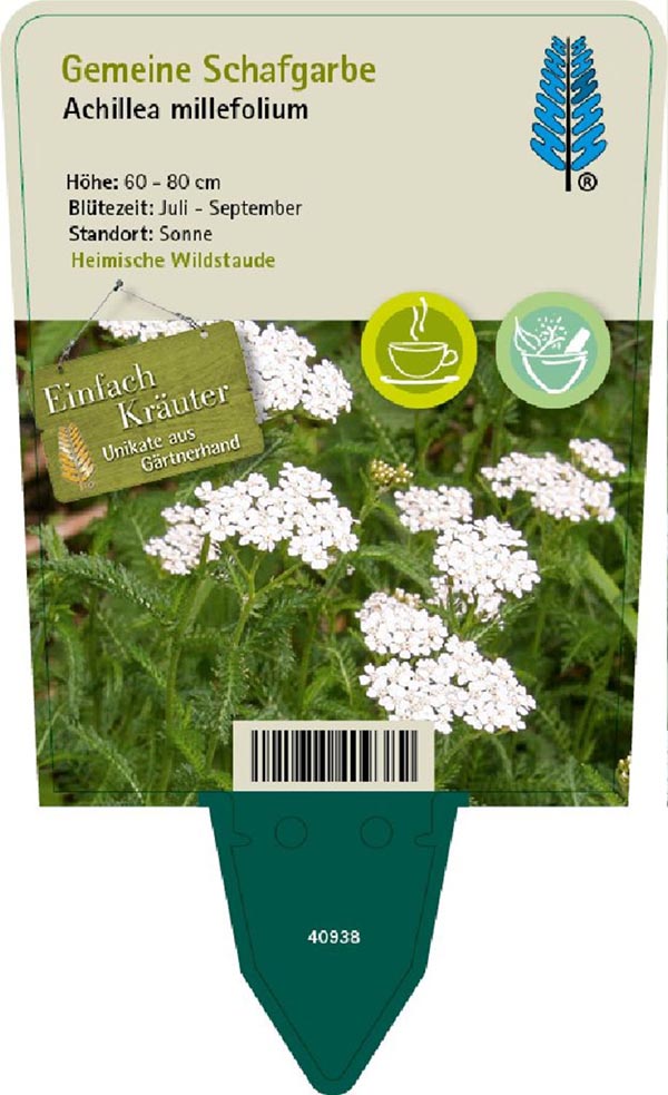 Achillea millefolium