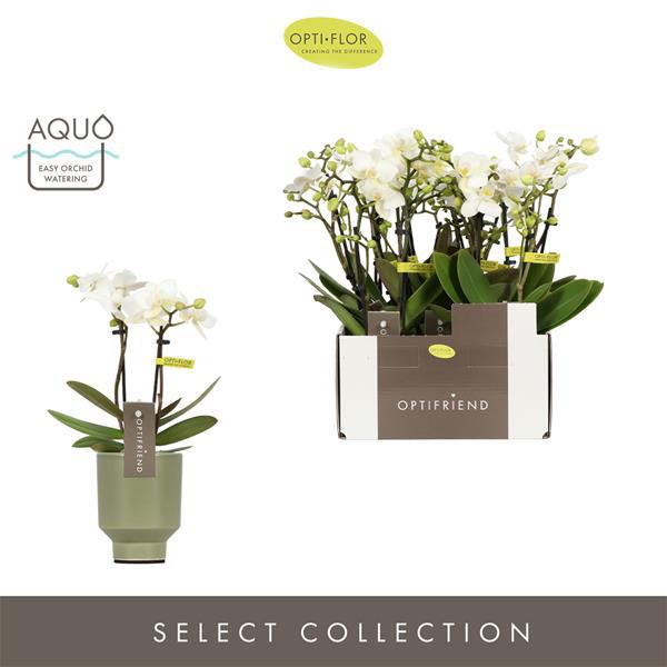 Phalaenopsis hybrida Sandra In Emilia Green