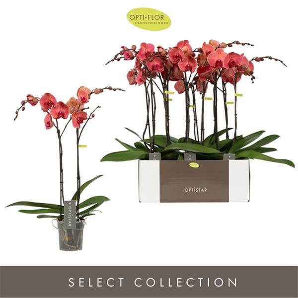 Phalaenopsis hybrida Asian Coral