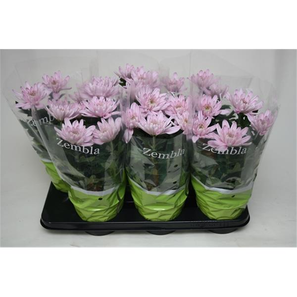 Chrysanthemum indicum Zembla Pink