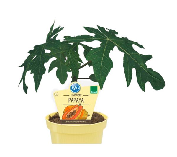 Carica papaya Bio Papaya