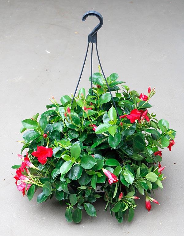 Dipladenia hybrida Red Sundeville