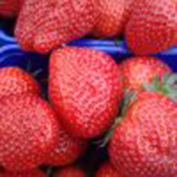 Fragaria ananassa Elsanta