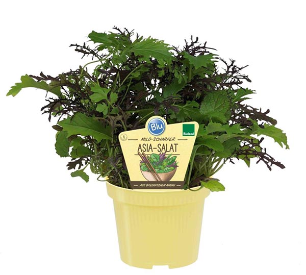 Brassica rapa Bio-Asia Salat