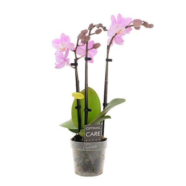 Phalaenopsis hybrida Lieke