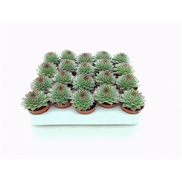 Sempervivum tectorum