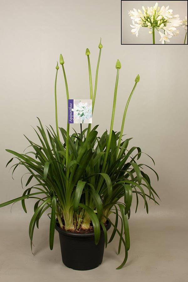 Agapanthus africanus Big White XXXL