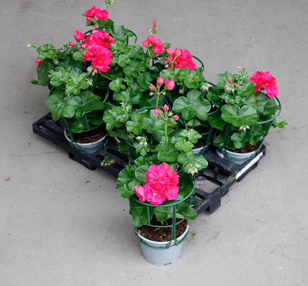 Pelargonium peltatum Pink Gefüllt